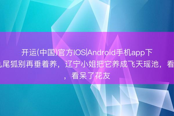开运(中国)官方IOS|Android手机app下载 多肉九尾狐别再垂着养，辽宁小姐把它养成飞天瑶池，看呆了花友